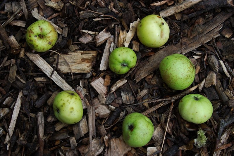 Seven Apples