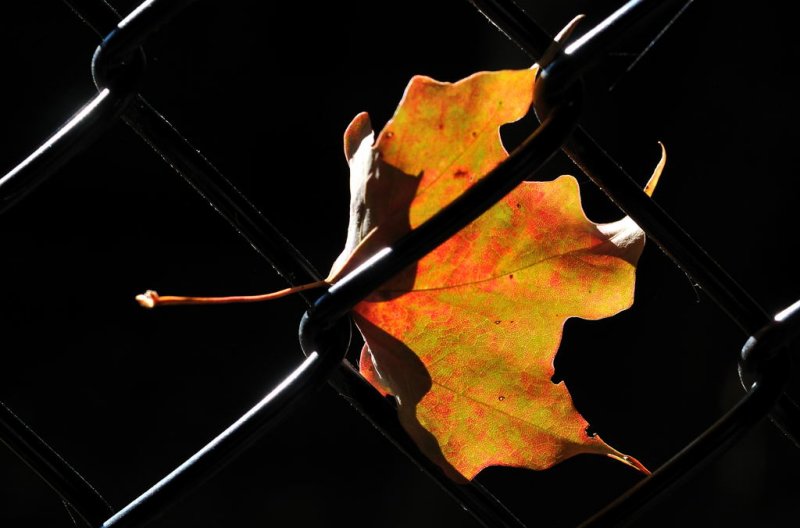 Leaf & Fence
