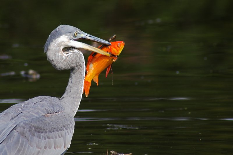 Great Blue Heron