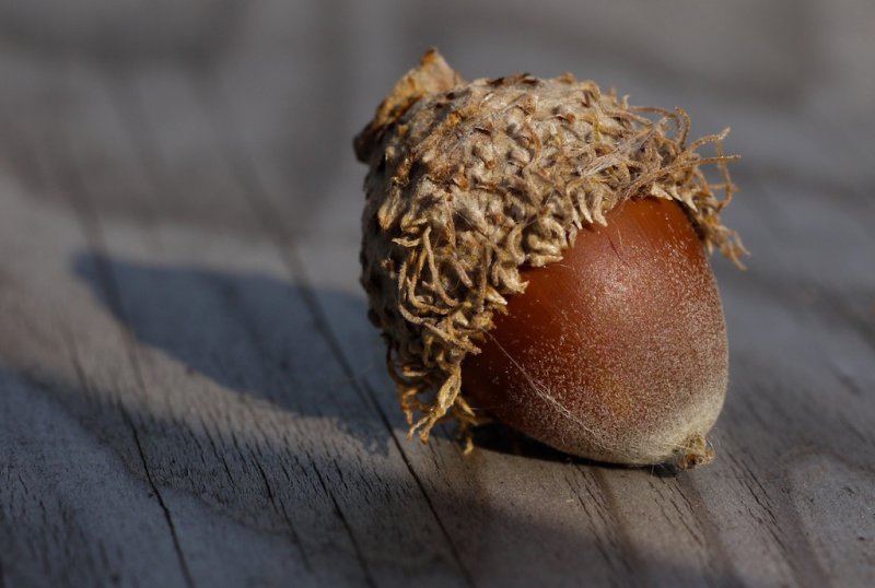 Acorn