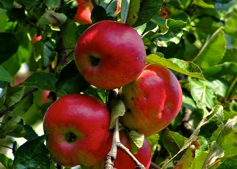 Apples