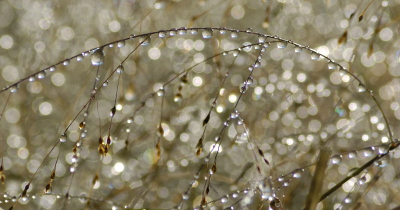 Drops