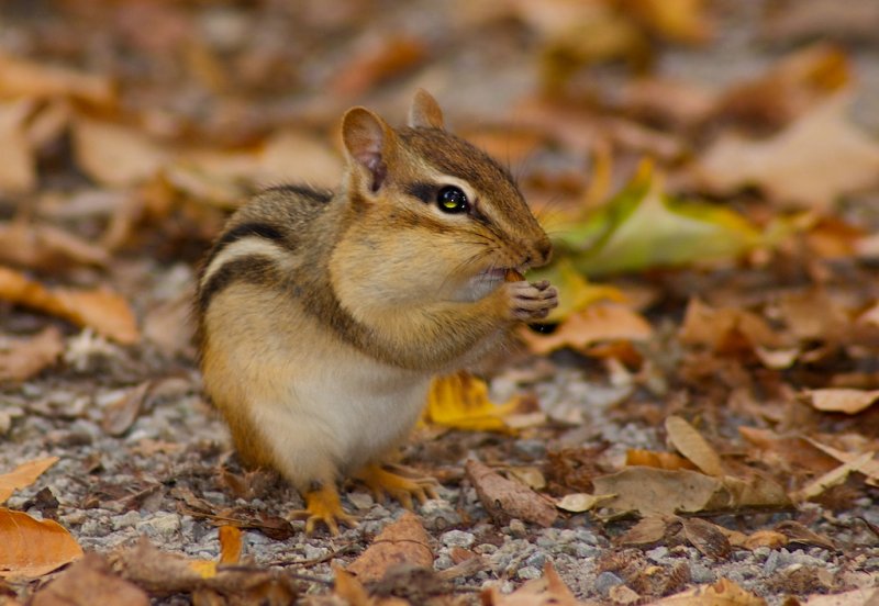 Chipmunk
