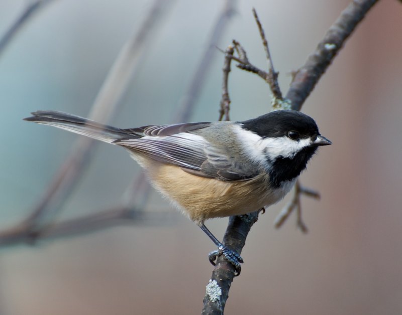 Chickadee