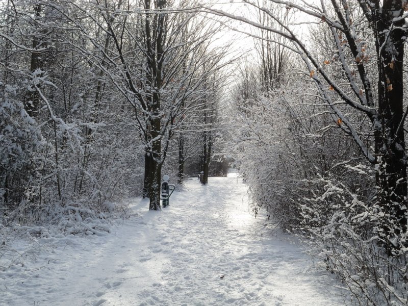 Snowy Path