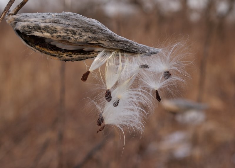 Milkweed