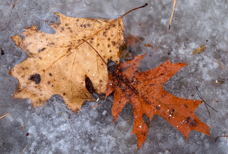 Leaves