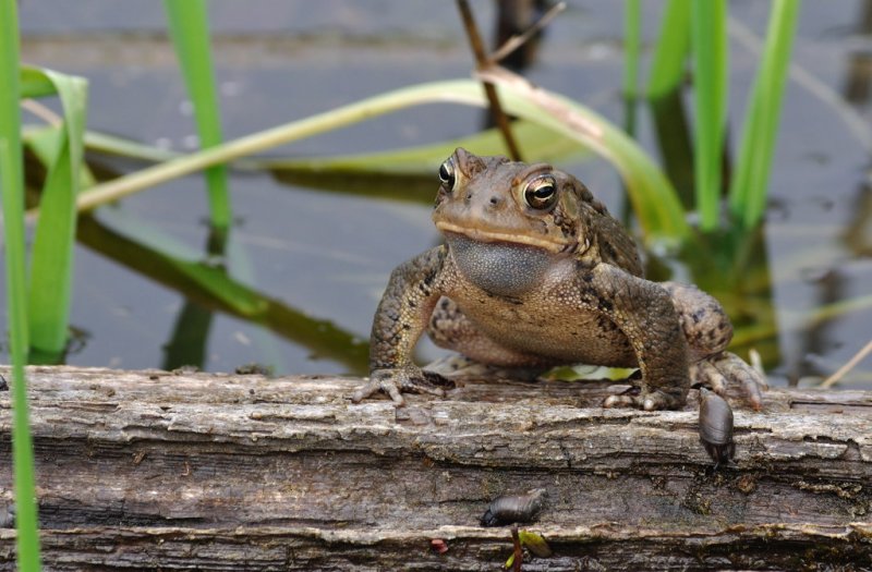 Toad