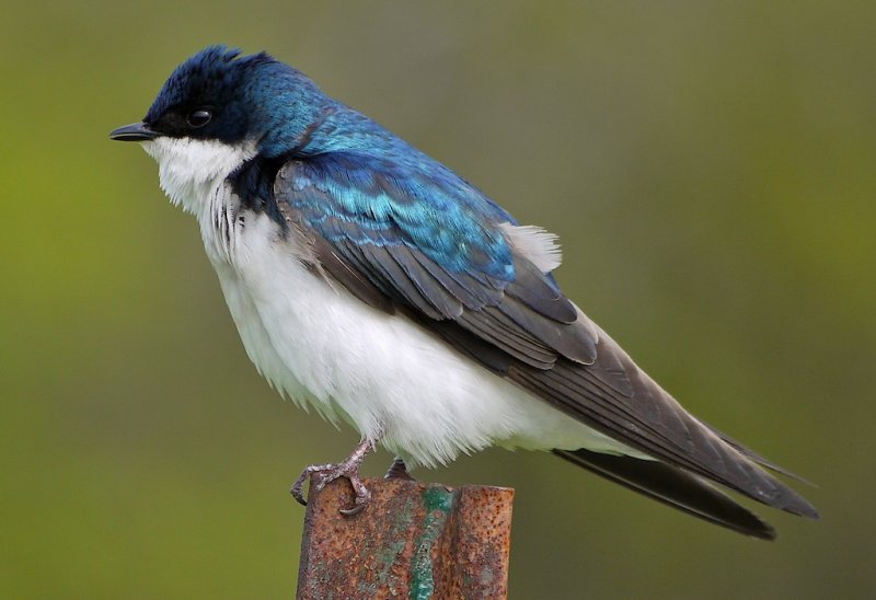Tree Swallow