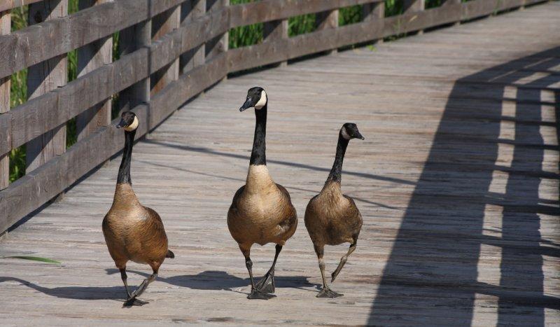 Goose Walk