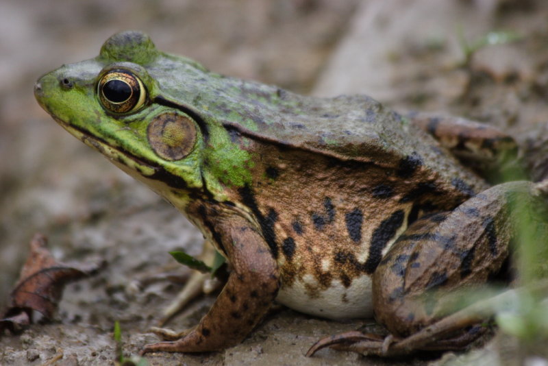 Froggy