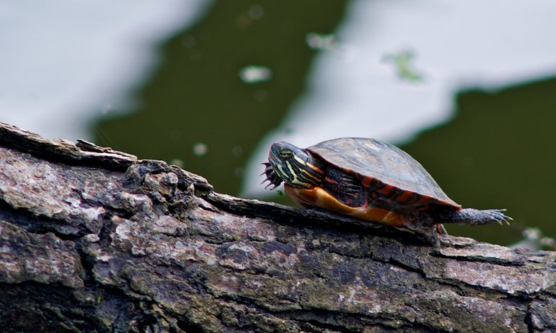 Painted Turtle