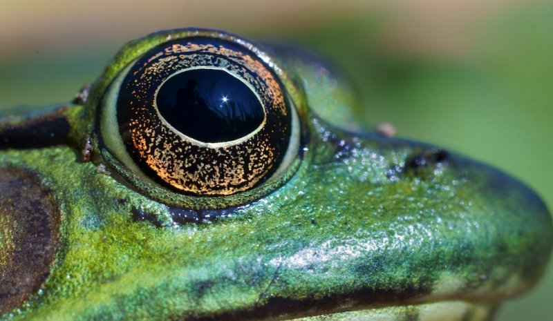 Frogs View