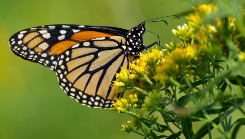 Monarch