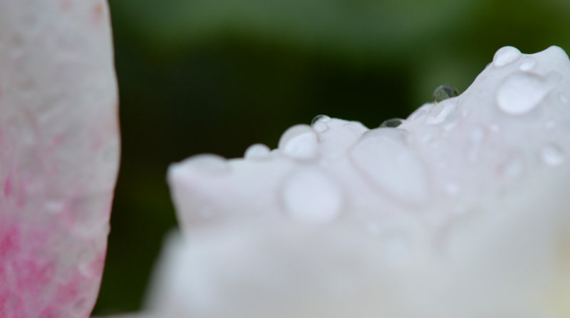 Rose Drops