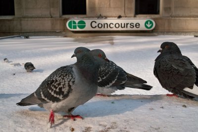 Concourse Pigeons