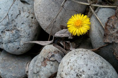 Coltsfoot