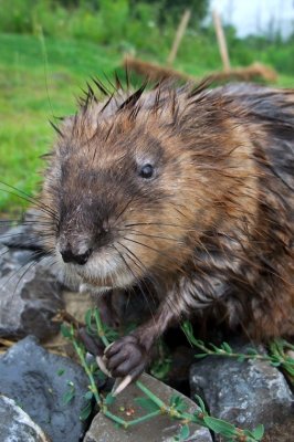Muskrat