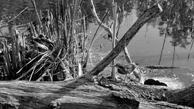 Green Heron