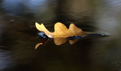 Floating Leaf