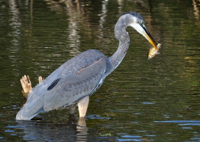 Great Blue Heron