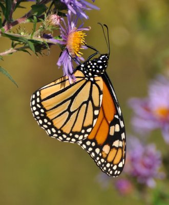 Monarch