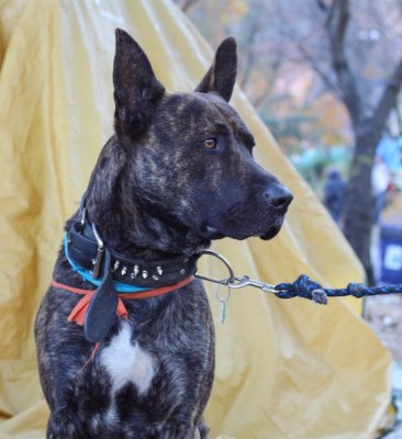 Occupy Toronto - Dog