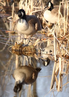 Goose - Reflecting