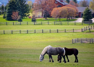 Horses