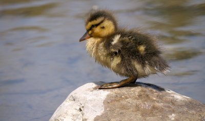 Duckling