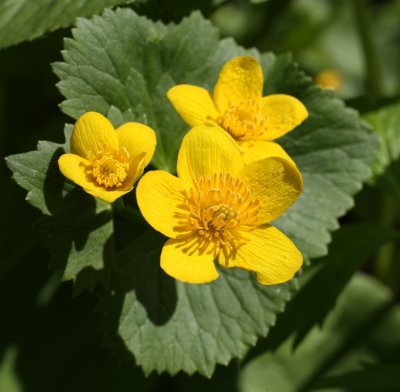 Marsh Marigolds