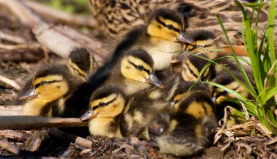 Pile of Ducklings