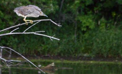 Night Heron