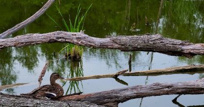 Sitting Duck