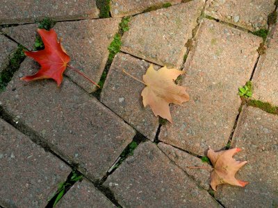 Leaves on the Path