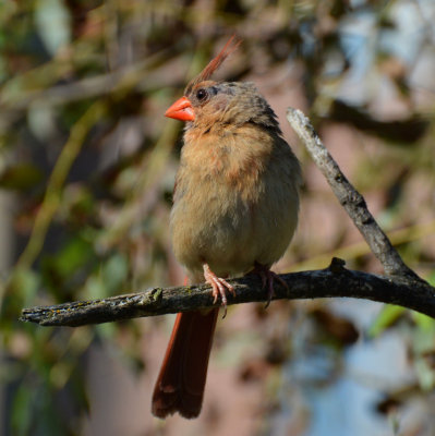 Cardinal