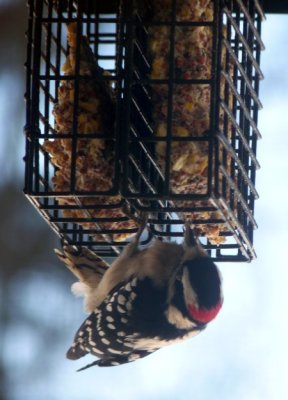 hungry woodpecker.JPG