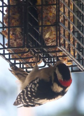 same hungry woodpecker.JPG