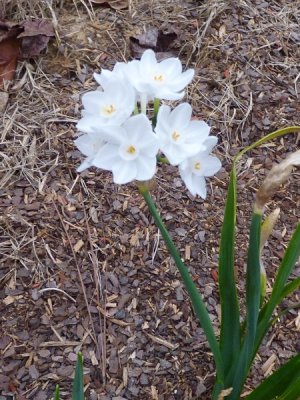 white flower.JPG