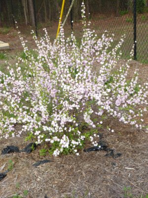 pink flowering almond.jpg
