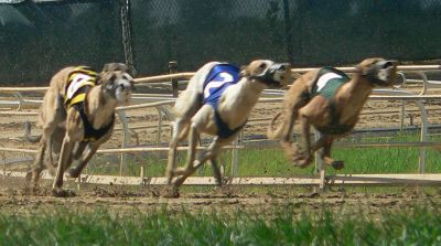 Dairyland Greyhound Track, July 16, 2006