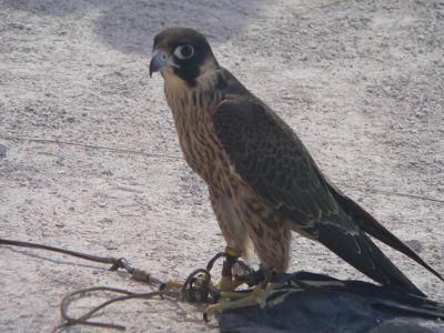 falcon - 150dpi.jpg