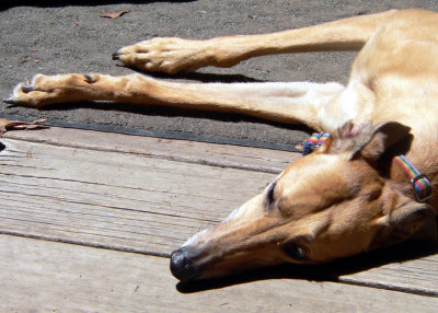 maggie 1.jpg