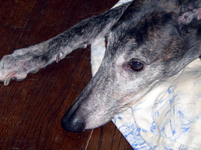 petey 2.jpg