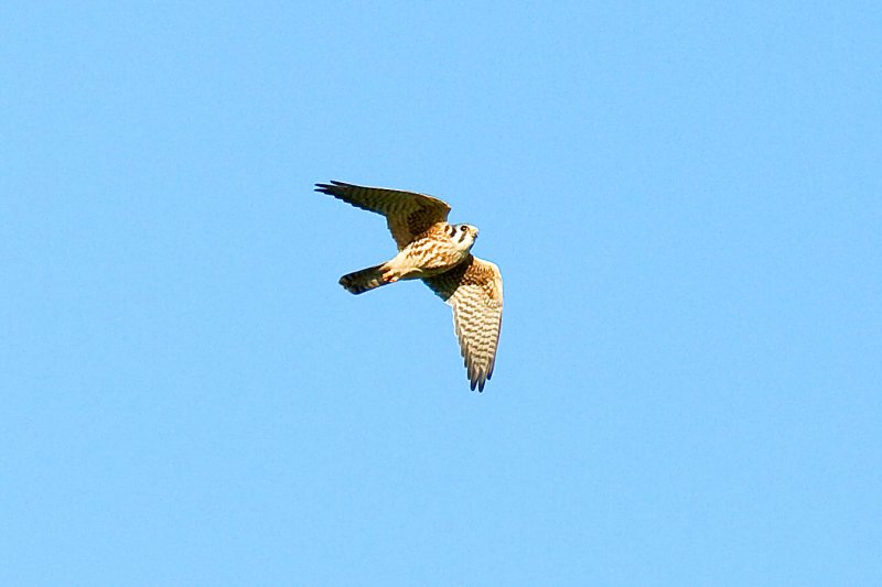 Kestrel_Edit