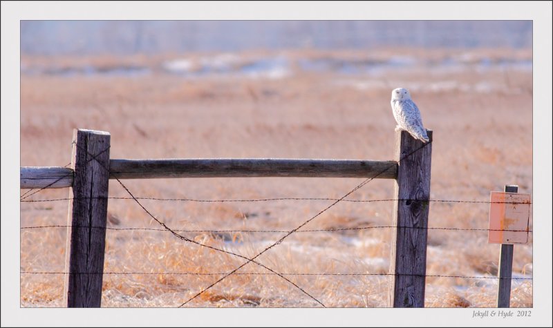Snowy Visitor