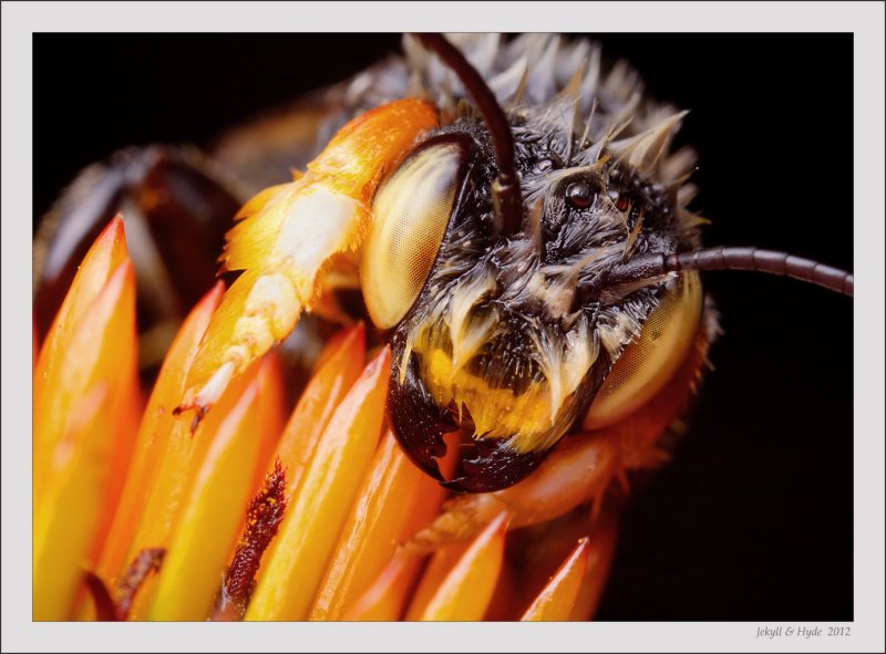 Wet Bee