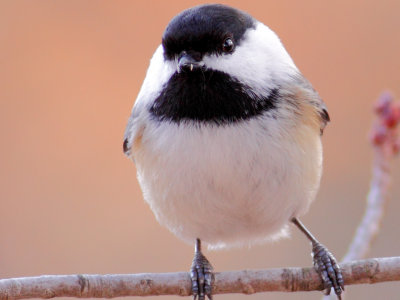 100% Crop