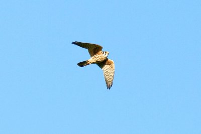 Kestrel_Edit