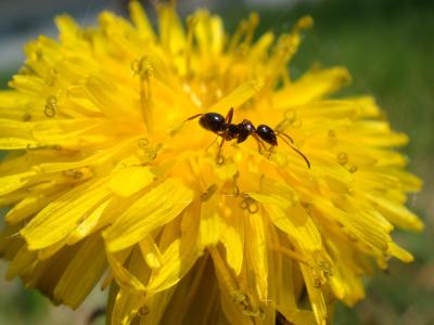 3mm Ant